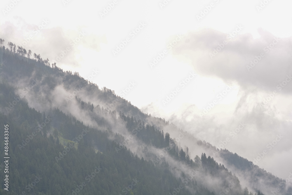 Fototapeta premium Fog rises from the dark forest after a summer rain