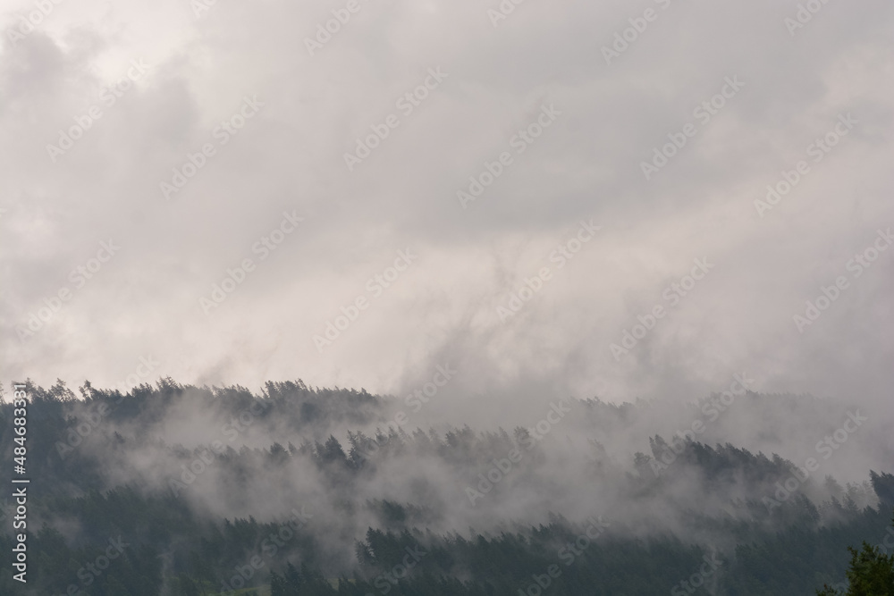 Fog rises from the dark forest after a summer rain