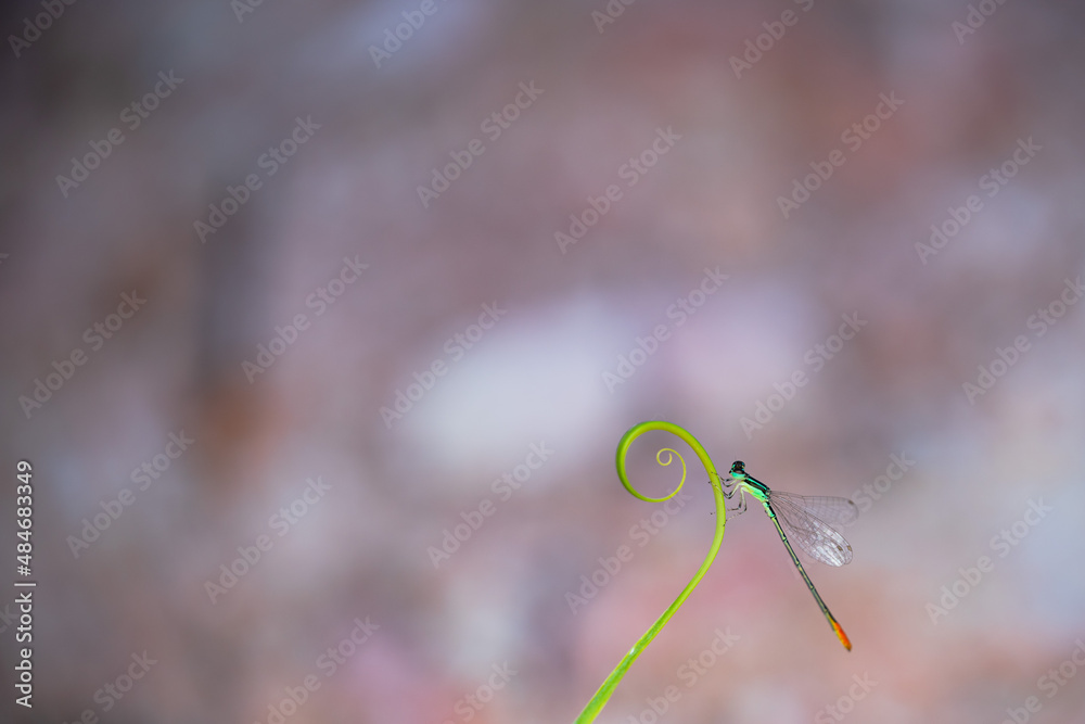 beautiful needle dragonfly on a blur background
Dragonfly with blur background as copy space text beautiful needle dragonfly on a blur background
Dragonfly with blur background as copy space text