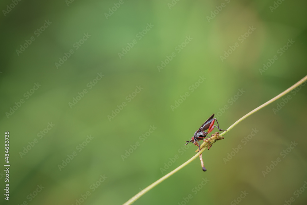 Obraz premium The field fly, 