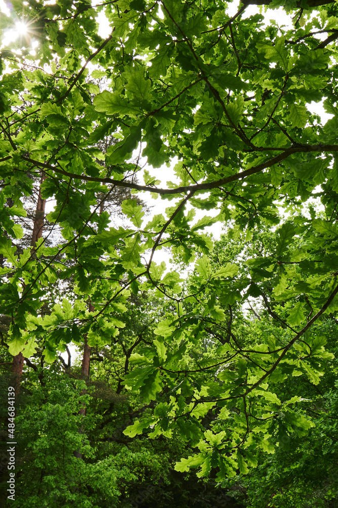 branches of the plant with beautiful bright green foliage branches of the plant with beautiful bright green foliage