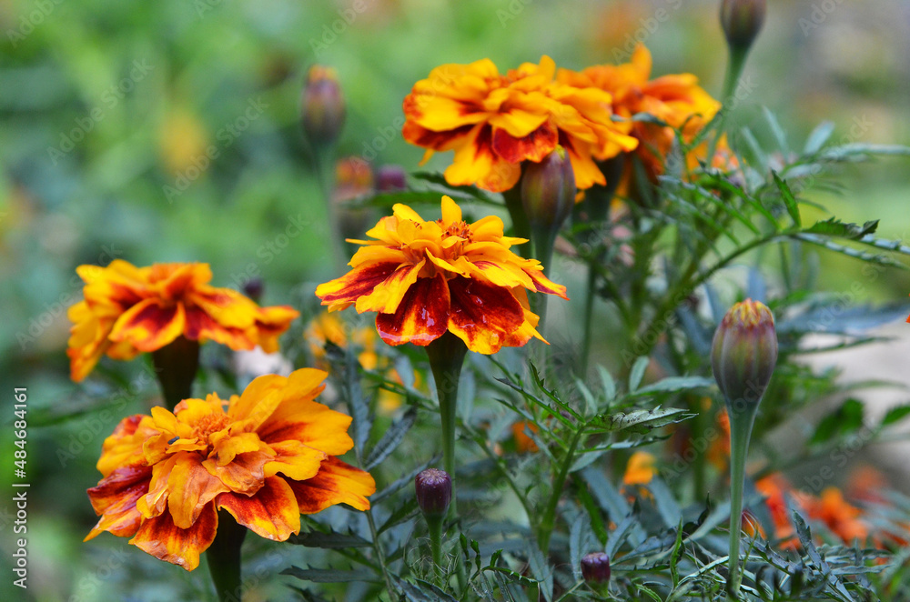 Marigold flowers after the rain . Photo outdoors .Orange flowers in the garden . Marigold flowers after the rain . Photo outdoors .Orange flowers in the garden .