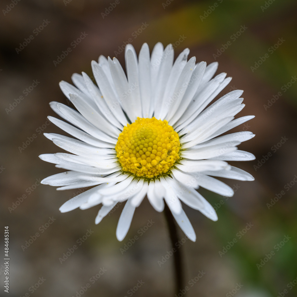 Obraz premium detail flower of white common, lawn, or English daisy, bruisewort, or woundwort (Bellis perennis)