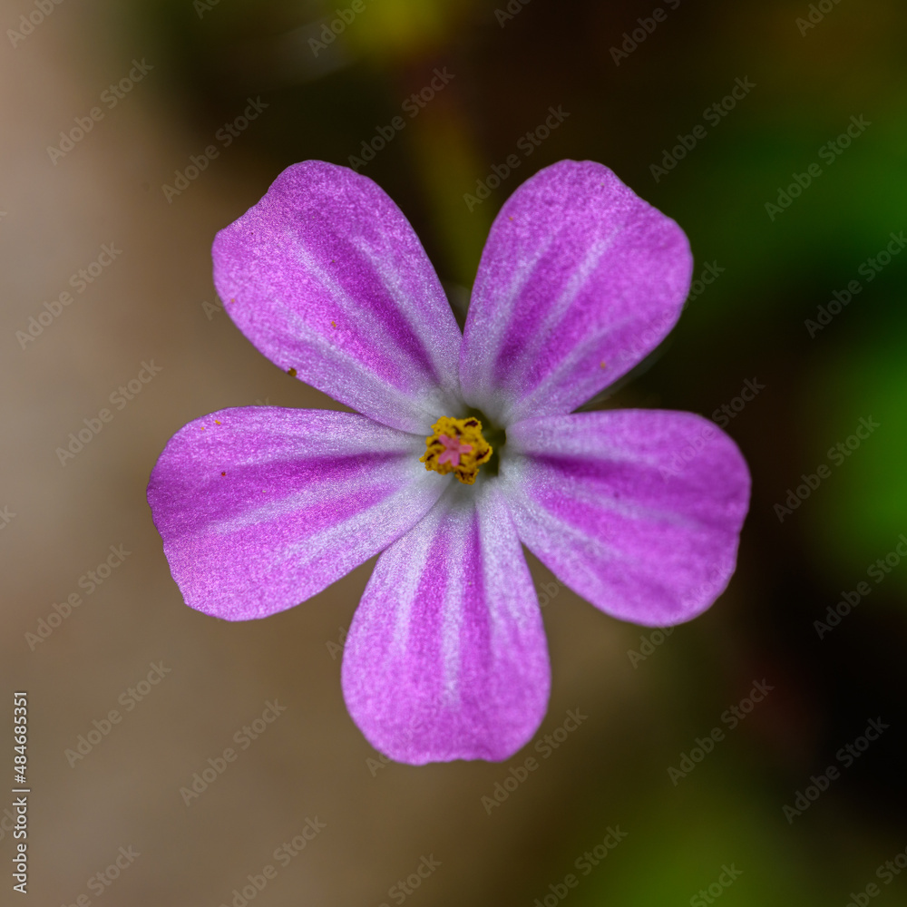 detail flower of herb-Robert, red robin, death come quickly, stinking Bob, squinter-pip, crow's foot, or fox or Roberts geranium (Geranium robertianum) detail flower of herb-Robert, red robin, death come quickly, stinking Bob, squinter-pip, crow's foot, or fox or Roberts geranium (Geranium robertianum)