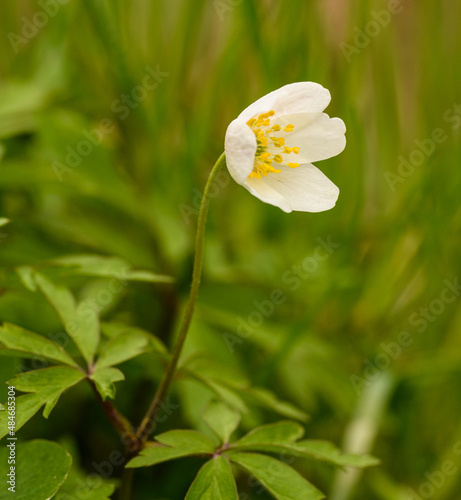 white flower of wood anemone (Anemonoides or Anemone nemorosa) or windflower, thimbleweed, smell fox