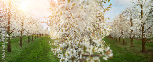 Fototapeta Naklejka Na Ścianę i Meble -  w sadzie wiosną w promieniach słońca