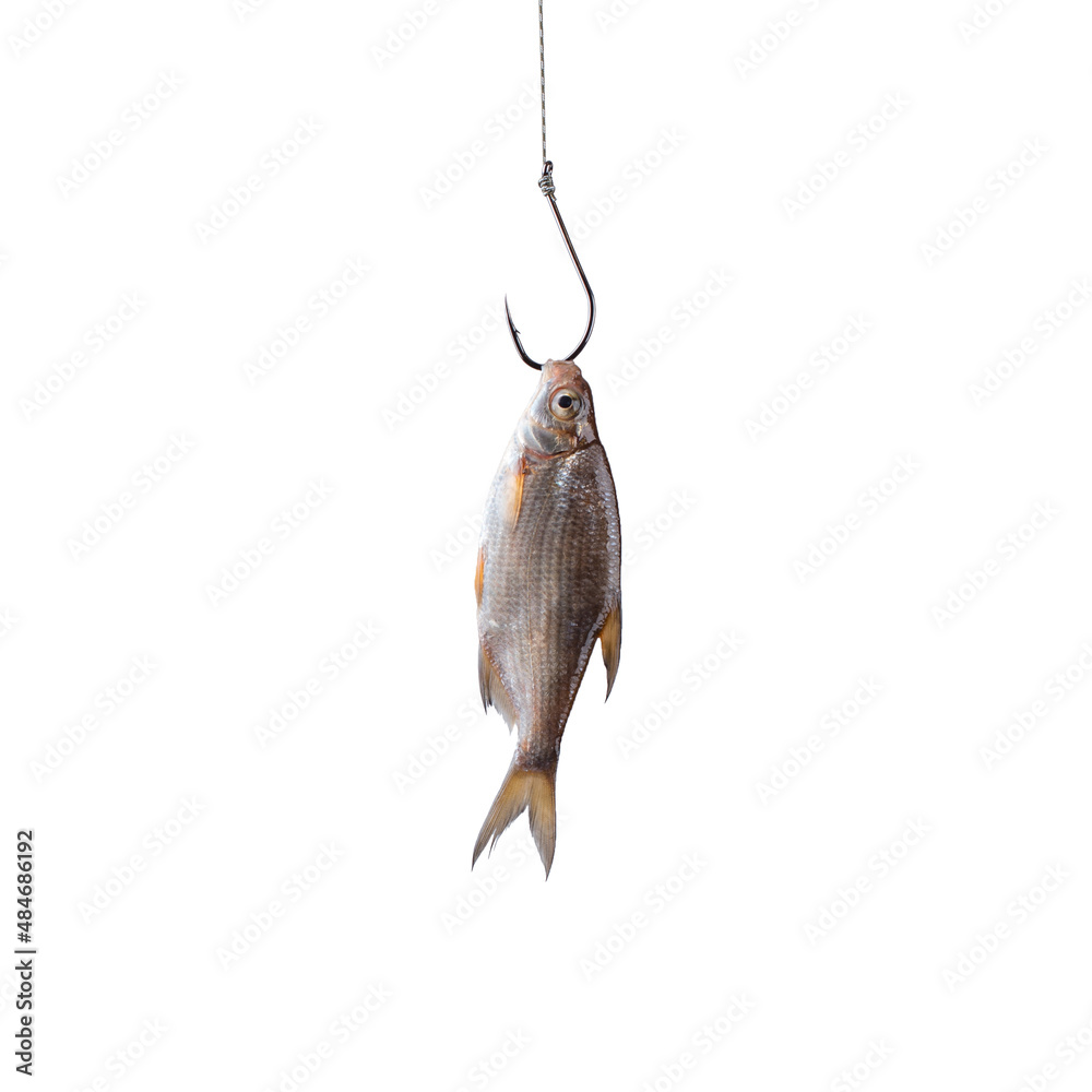 A small fish on a large hook on a white background. Concept