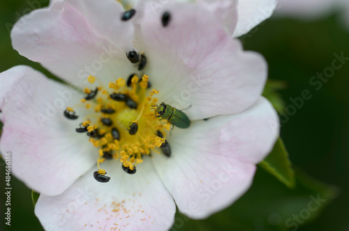 Jewel beetle Anthaxia nitidula perching along with Sap beetle Brassicogethes on a Rosa canina flower photo