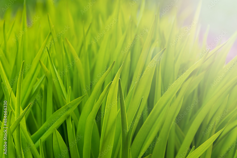 Highlighted fresh vivid green grass at spring and summer time. Highlighted fresh vivid green grass at spring and summer time.