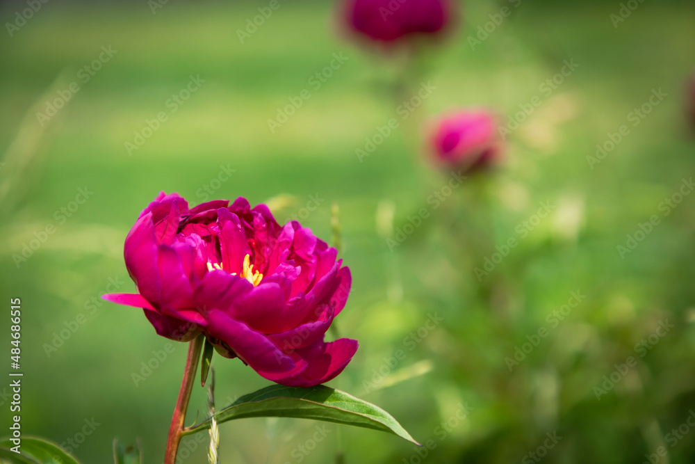 Tree peony in bloom closeup green background