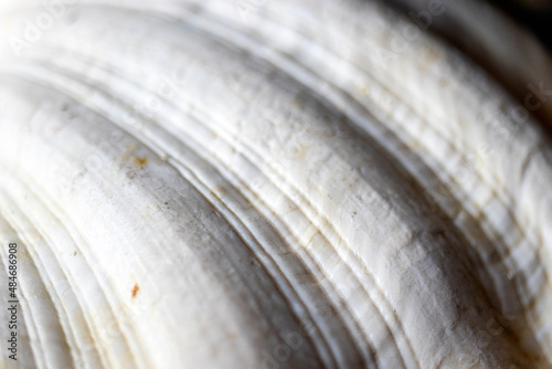 sea shell, close-up oyster shell. clam. background.