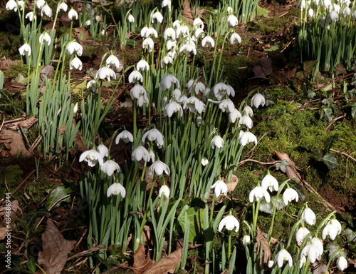 First Snowdrops of Winter. Natural drift of snowdrops in a woodland.