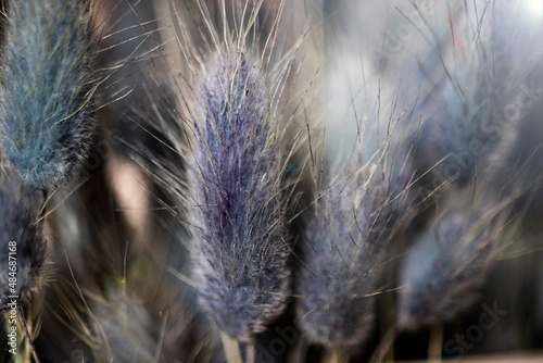 bunch of plant seed heads, purple in color