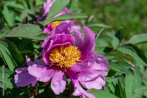 Tree peony (Paeonia suffruticosa) in park.