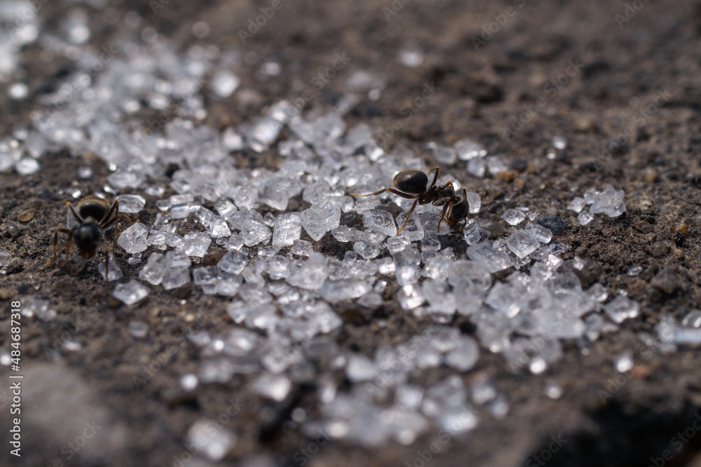 Ants macro eating sugar
