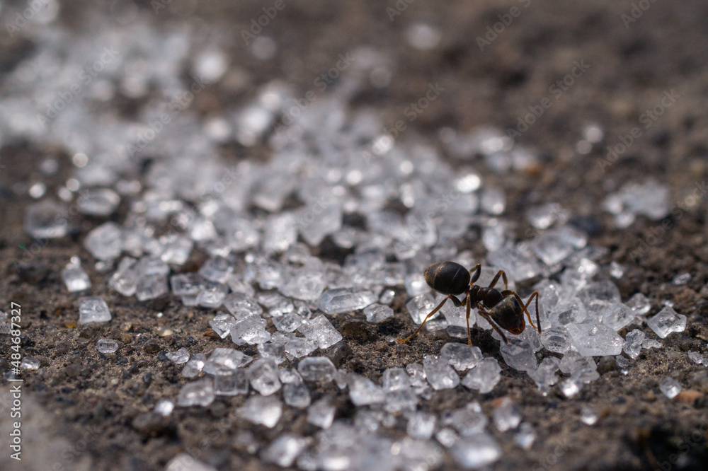 Ants macro eating sugar Ants macro eating sugar
