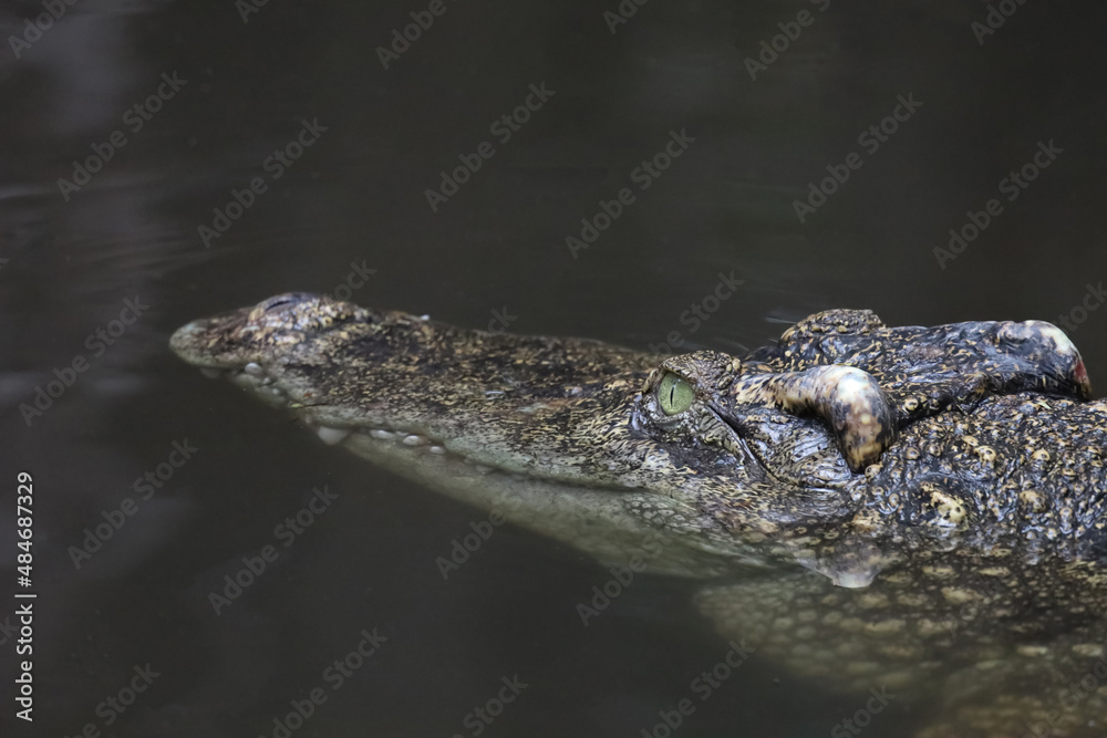 Close up head crocodile is show head in river