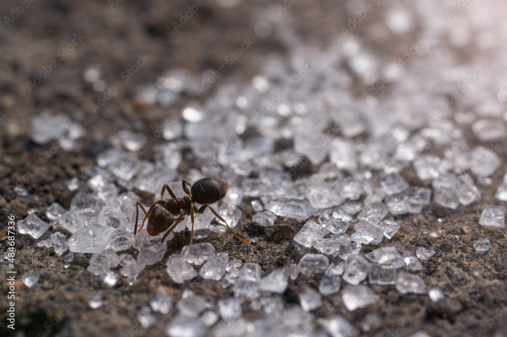 Ants macro eating sugar