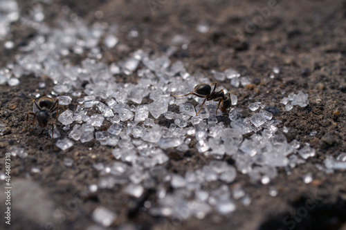 Ants macro eating sugar