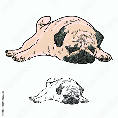 Vintage hand drawn sketch colored yawn sleepy pug dog