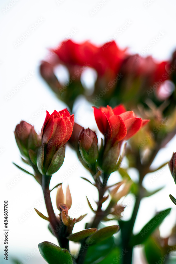 bouquet of roses, Kalanchoe