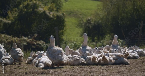 A group of ducks rest outside on countryside farm, one is flapping its wings photo