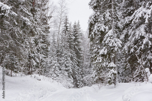 Snow-covered winter spruce coniferous forest in snowdrifts