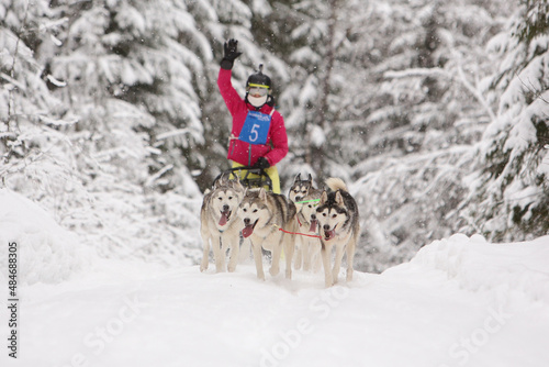 A team of six Siberian Husky sled dogs rides through a snowy winter coniferous forest