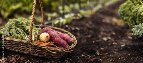 Panel kuchenny z motywem Basket with fresh vegetables placed on the ground
