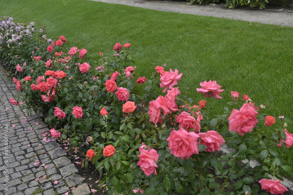 Róże w ogrodzie królewskim na Hradczanach, Praga, Czechy - obrazy, fototapety, plakaty 