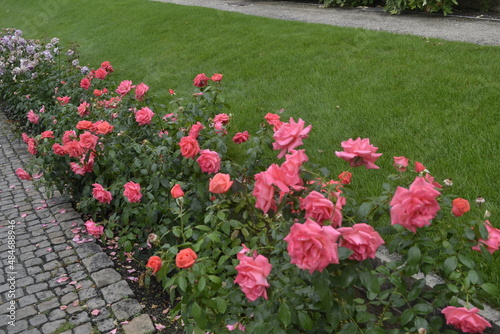 Róże w ogrodzie królewskim na Hradczanach, Praga, Czechy #484688946