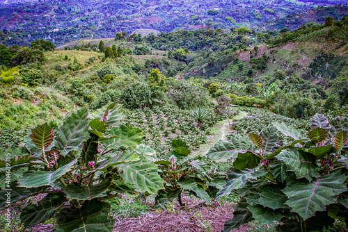 Cultivo de lulos, montaña verde, tierra photo
