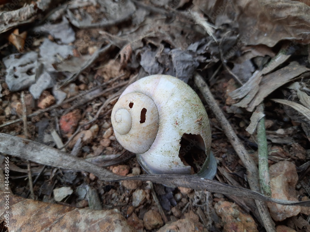 Fotka „Shell of a Dead Snail The name is most often applied to land snails, terrestrial