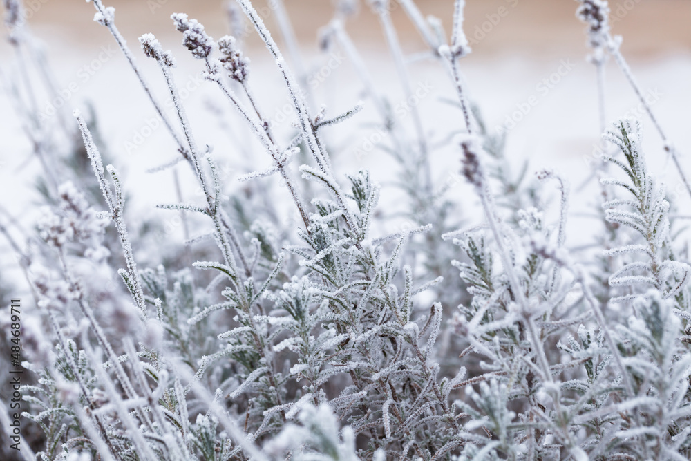 A winter lavender bush covered with frost and ice. A winter lavender bush covered with frost and ice.