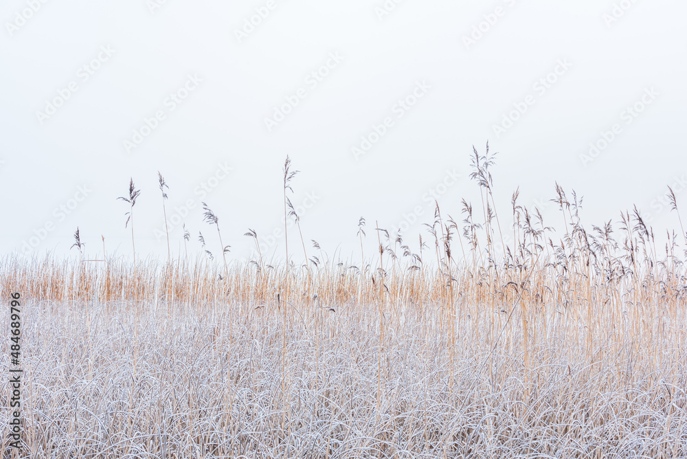 Obraz premium Frosty reeds at misty lake