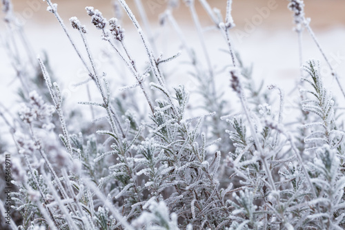 A winter lavender bush covered with frost and ice.