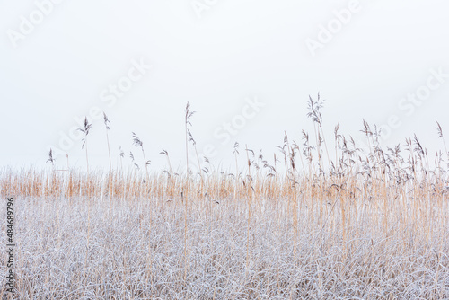 Frosty reeds at misty lake