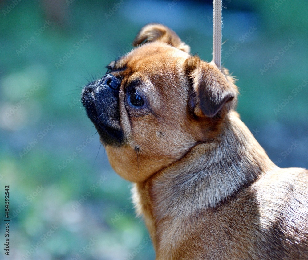 Fototapeta premium Dog pug - breed of decorative dogs in the summer 