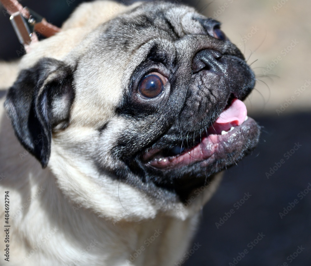 Obraz premium Dog pug - breed of decorative dogs in the summer 