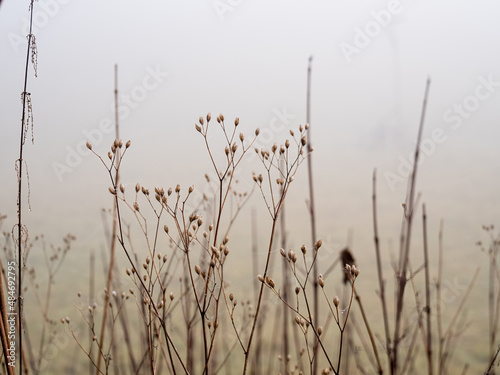 Mysterious meadow and isolated grass with foggy background