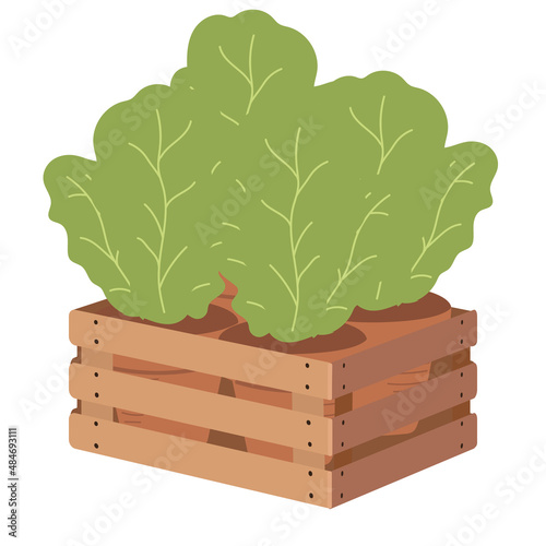 Young seedlings of vegetables or flowers in garden crate isolated on white background. Plant sprouts in wooden box. green shoots in fertile soil vector illustration. springtime gardening, farming