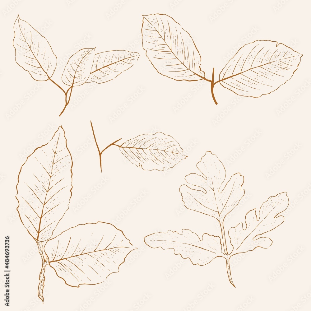 Set of hand-drawn vectors in the clean and modern line style