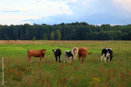 Krowy na pastwisku © Kacper