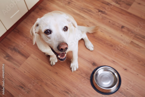 Happy dog waiting for feeding. Labrador retriever sitting next to empty bowl in home kitchen.