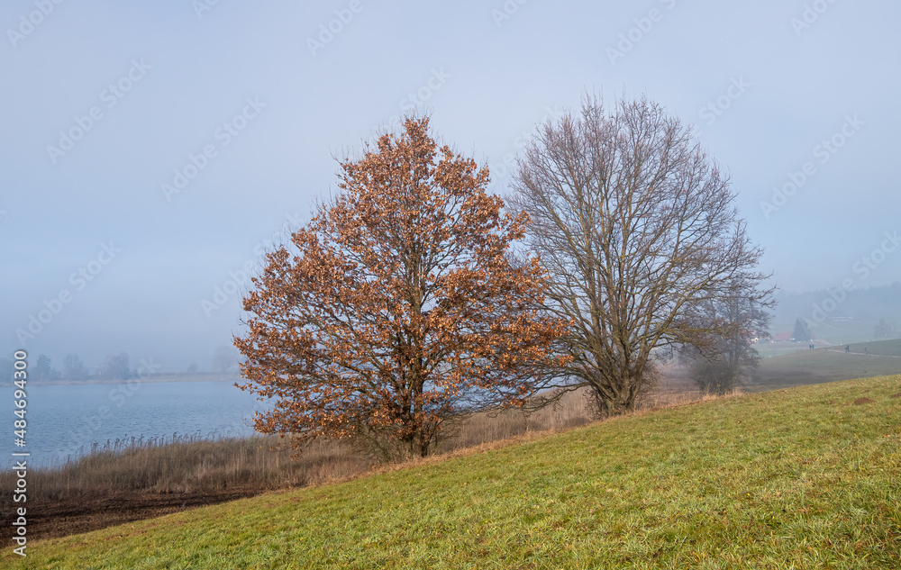 Scenery view onto trees and lake, hidden in fog behind the trees