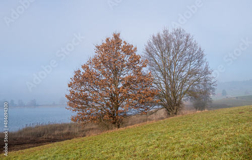 Scenery view onto trees and lake, hidden in fog behind the trees