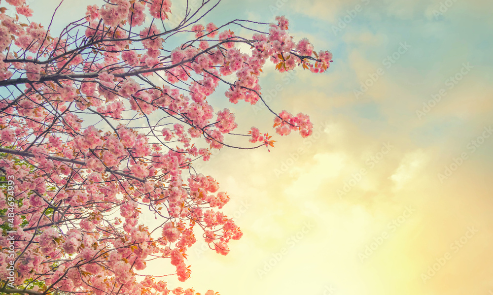 Bright background photo art spring beautiful nature. Pink flowers on branch, blooming sakura tree, dramatic blue sky, sunset yellow warm flash sun, orange clouds. Abstract blossoming blurry wallpaper