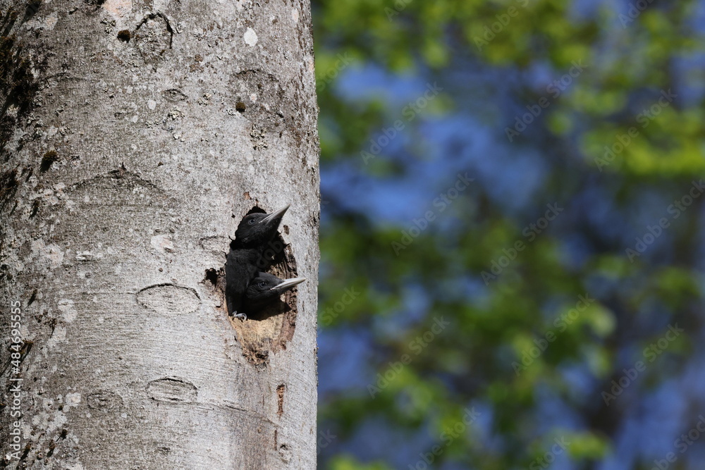 Black Woodpecker ( Dryocopus martius ) young woodpeckers Germany Black Woodpecker ( Dryocopus martius ) young woodpeckers Germany