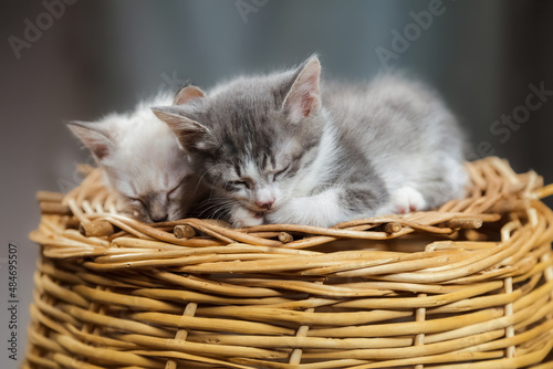 Two cute little kittens are sleeping on a wicker basket. Studio shooting of animals.
