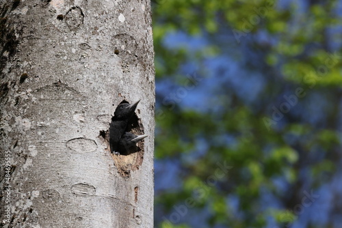 Black Woodpecker ( Dryocopus martius ) young woodpeckers Germany
